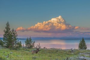 Elk Cloud
