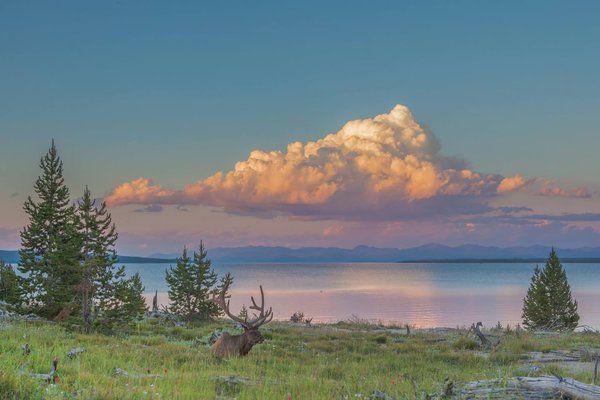 Elk Cloud