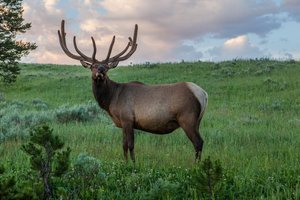 Elk Looking