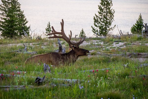 Elk Relaxing