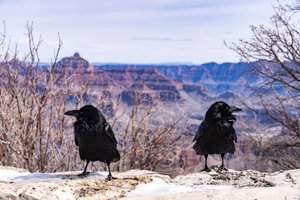 Huginn Muninn