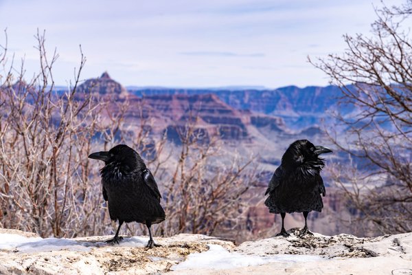 Huginn Muninn